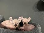 Sphynx Elf Kittens