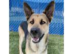 Adopt Oso a German Shepherd Dog