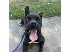 Adopt Squiggie a Pit Bull Terrier