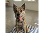 Adopt Sundance a German Shepherd Dog