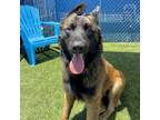 Adopt Mufasa a German Shepherd Dog