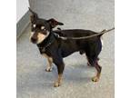 Adopt Martino a Miniature Pinscher