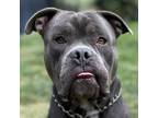 Adopt Derp - ECAS a Pit Bull Terrier