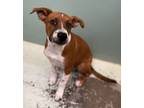 Adopt Minato a Cattle Dog, Mixed Breed