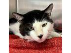 Adopt Herbert a Domestic Short Hair