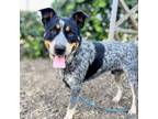 Adopt Hawkeye a Australian Cattle Dog / Blue Heeler