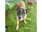 Adopt Holden a German Shepherd Dog