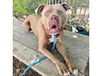 Adopt Nacho a Pit Bull Terrier