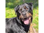 Adopt Charmly a Rottweiler