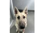 Adopt Kelvin a German Shepherd Dog, Mixed Breed