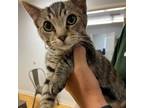 Adopt Sonic a Domestic Short Hair