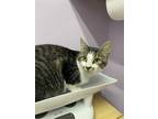 Adopt Charlie (bonded to Maisy Mae) a Domestic Short Hair