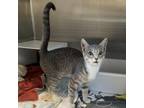 Adopt Jasper is at Petsmart in Grand Junction a Domestic Short Hair