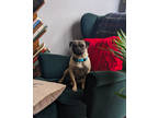 Adopt SMUDGE a Pug