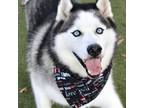 Adopt Baghera a Siberian Husky, Mixed Breed