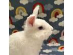 Adopt Dodger a Angora Rabbit