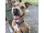 Adopt Simba a Mixed Breed