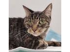 Adopt Eddie a Domestic Short Hair