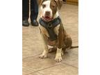 Adopt 56567446 a Pit Bull Terrier, Mixed Breed