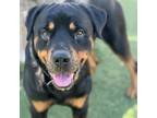 Adopt Ryuu a Mixed Breed