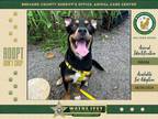 Adopt Mickey a Mixed Breed