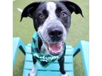 Adopt Ethan a Pointer, Collie