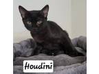 Adopt Houdini a Domestic Short Hair