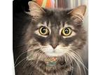 Adopt Charlie a Domestic Long Hair