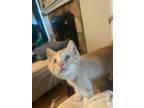 Adopt TT- Elliot a Domestic Short Hair