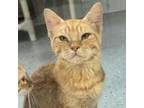 Adopt Rome a Domestic Short Hair