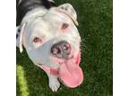 Adopt Giovanni a Pit Bull Terrier