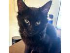 Adopt Spooker a Domestic Medium Hair