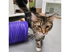 Adopt Nasir a Domestic Medium Hair