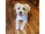 Adopt Chaz a Terrier, Mixed Breed