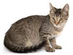 Adopt Jones a Domestic Short Hair