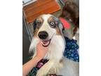 Adopt Spongebob a Australian Shepherd, Mixed Breed
