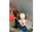 Adopt Patrick a Australian Shepherd, Mixed Breed