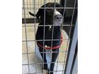 Adopt Kevin a Labrador Retriever, Pit Bull Terrier