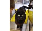 Adopt Lawrance 41858 a Domestic Long Hair