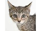 Adopt Omega a Domestic Short Hair