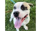 Adopt Kilo a Pit Bull Terrier, Mixed Breed
