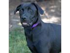 Adopt Kip a Labrador Retriever