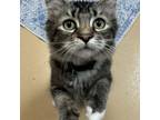 Adopt Barney a Domestic Short Hair