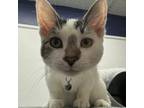 Adopt Fred a Domestic Short Hair
