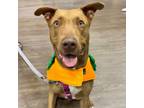 Adopt Lionel a Doberman Pinscher