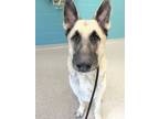 Adopt Bentlee a German Shepherd Dog