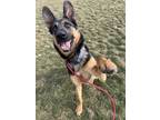 Adopt Reggie Wayne a German Shepherd Dog, Mixed Breed