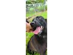Adopt As : Alani a Australian Cattle Dog / Blue Heeler, Border Collie