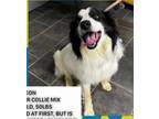 Adopt Gideon a Border Collie