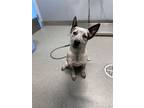 Adopt Kreme a Australian Cattle Dog / Blue Heeler, Pit Bull Terrier